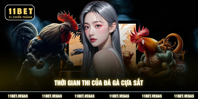 Thời gian thi của đá gà cựa sắt